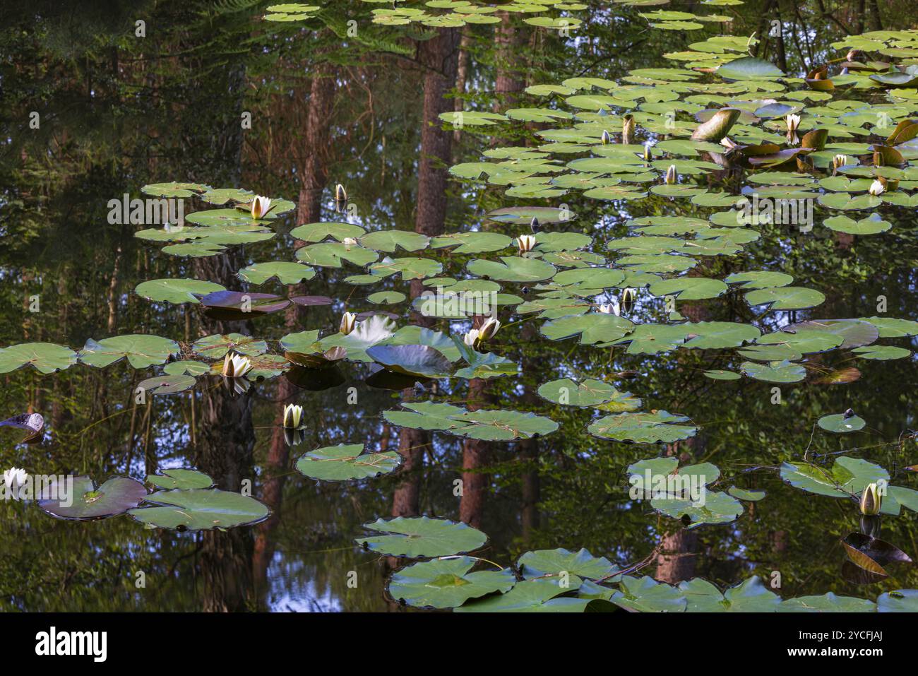 Nénuphars, feuilles flottantes couvrent la surface de l'eau, reflet de pins en arrière-plan Banque D'Images