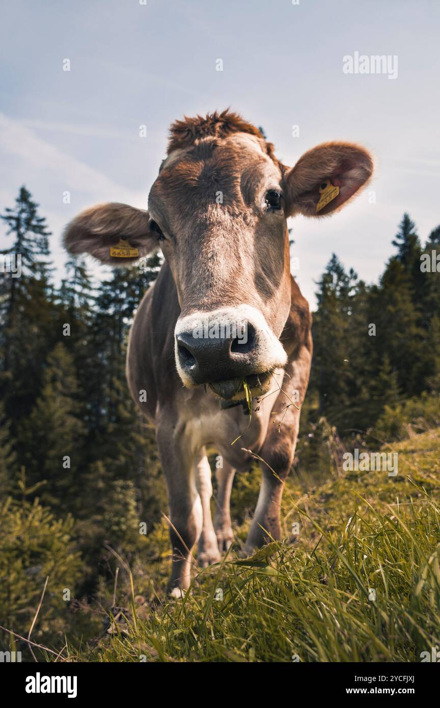 Allgäu vache (Braunvieh) pâturant sur une pente dans un pré de montagne Banque D'Images