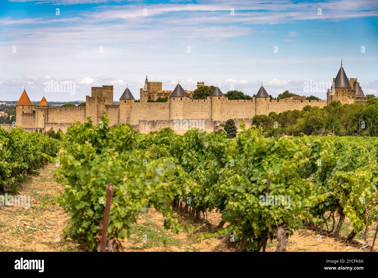 Vignobles devant la forteresse médiévale Cité de Carcassonne, France, Europe Banque D'Images