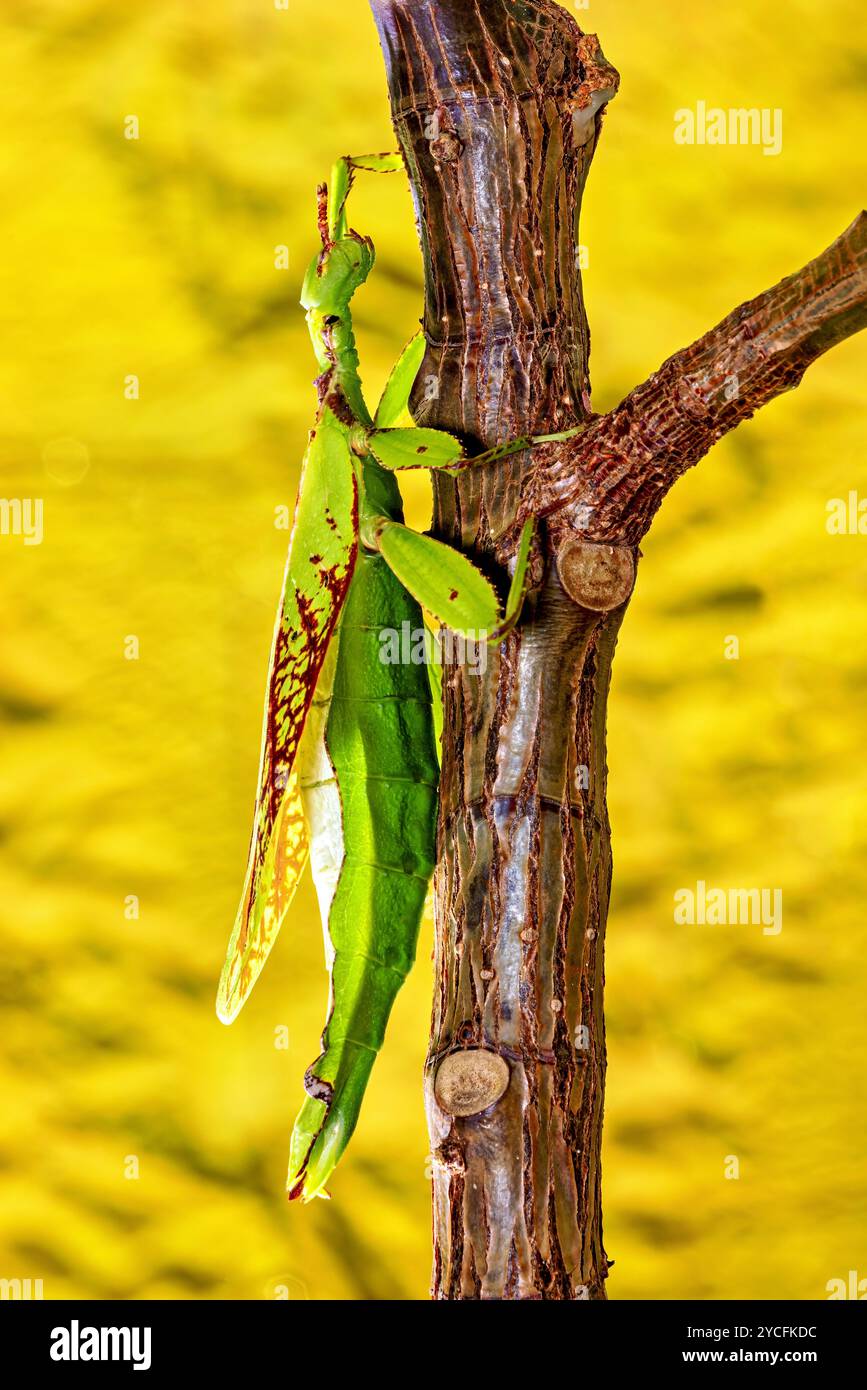 Un insecte vert des feuilles marchantes Banque D'Images