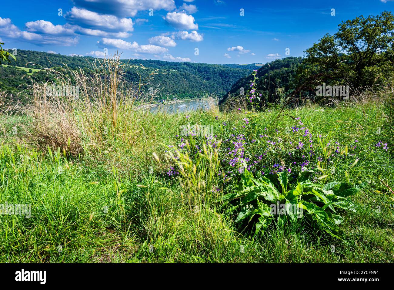 Vue sur le Rhin depuis le plateau de Loreley devant le rocher de Loreley et la promenade en bateau sur le Rhin moyen, avec un ensemble de plantes au premier plan Banque D'Images