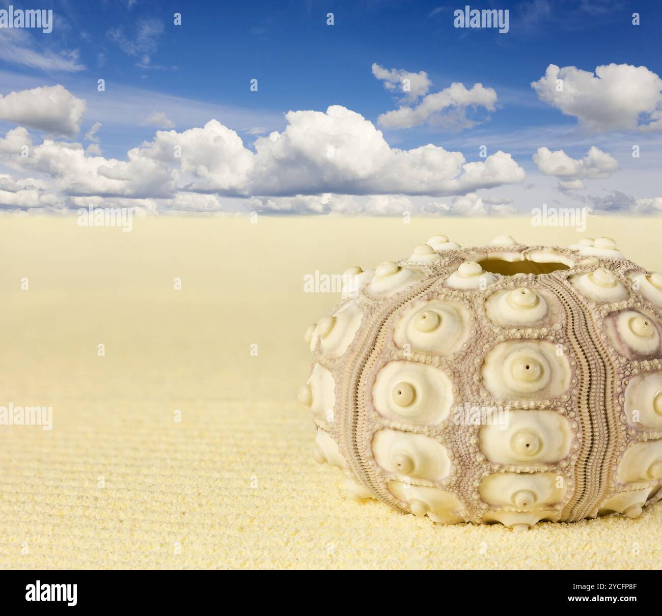 Coquille d'oursin de plage Banque de photographies et d’images à haute — free download