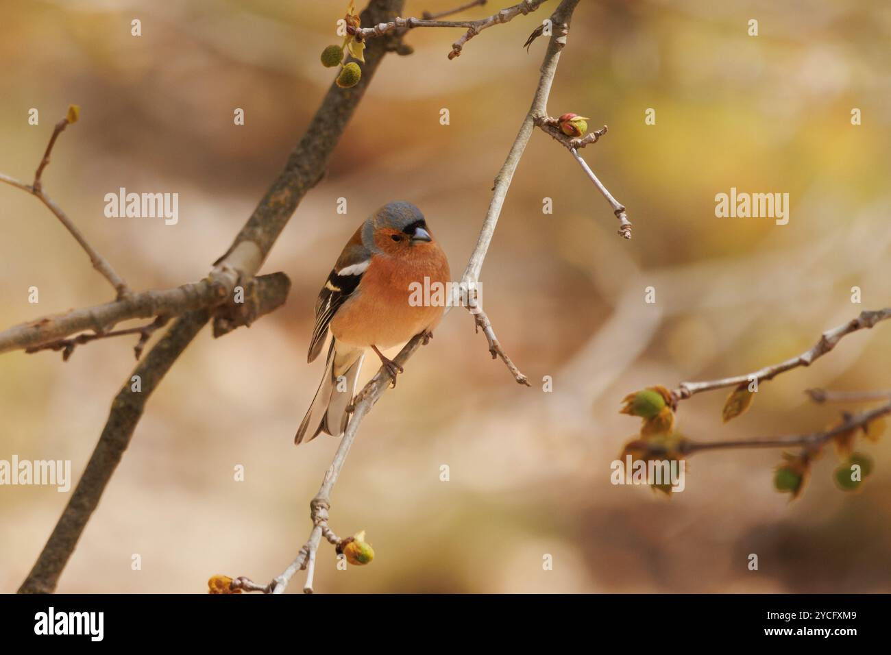 Chaffinch commun perché sur une brindille avec un beau bokeh, Alcoy, Espagne Banque D'Images