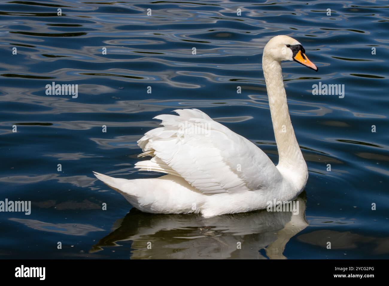 Photo d'une belle photo d'un blanc nagé dans un lac Banque D'Images