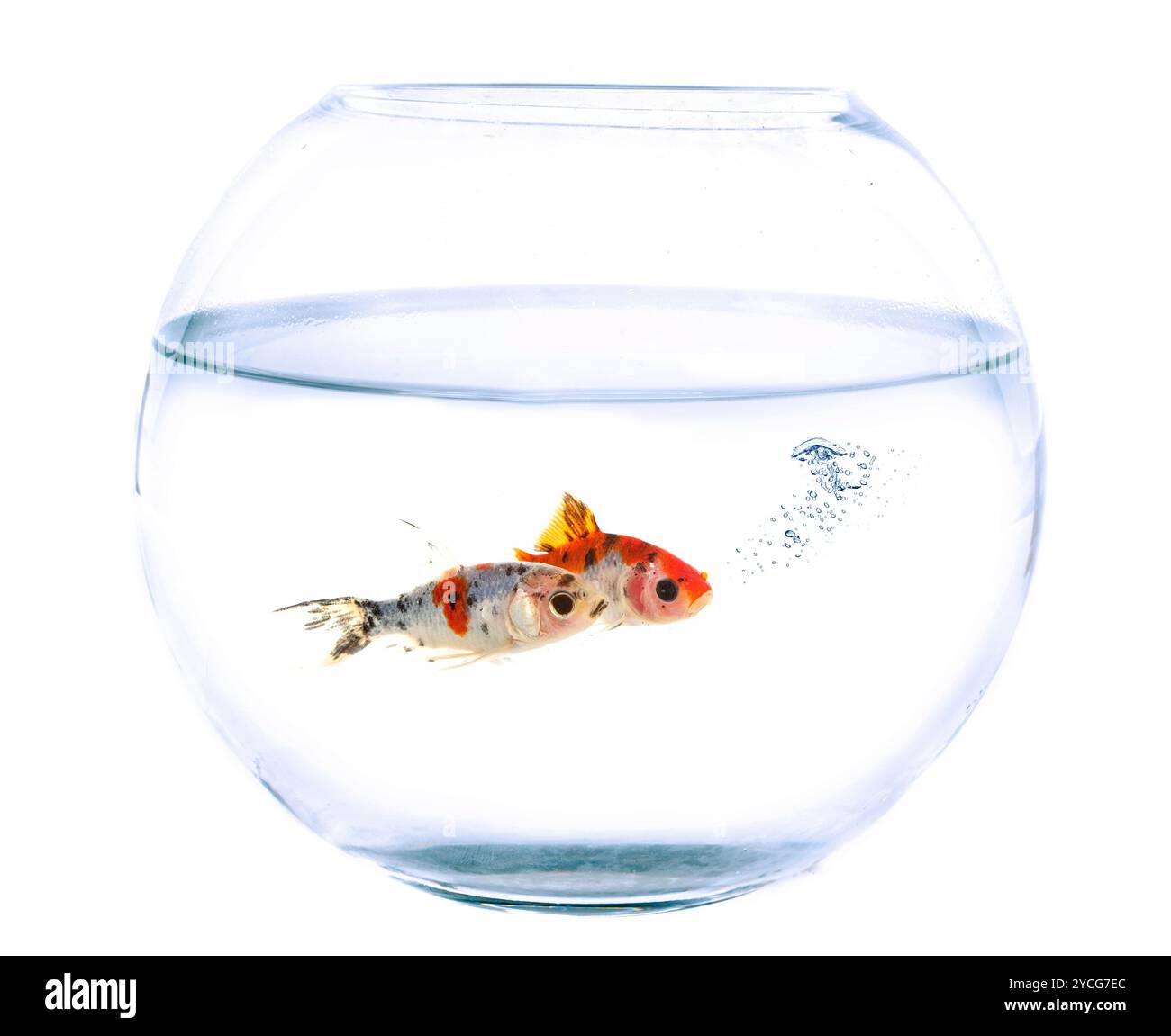 poisson rouge dans un bol de poisson devant un fond blanc Banque D'Images