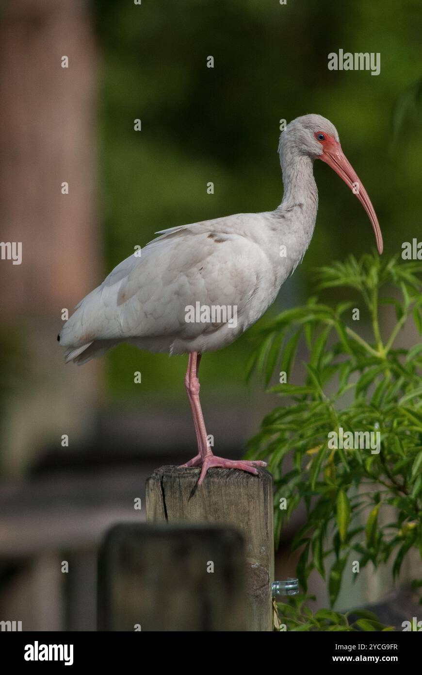 Les Ibis blancs se rassemblent en groupes dans les milieux humides peu profonds et les estuaires du sud-est des États-Unis, le 2 mars 2007. À chaque pas, leurs pattes rouge vif se déplacent dans l'eau, et leur bec rouge courbé sonde la surface boueuse en dessous. À l'âge adulte, ces échassiers sont tous blancs, à l'exception de leurs bouts d'ailes noirs, mais les jeunes oiseaux sont bruns au-dessus et blancs en dessous. Les Ibis blancs nichent en colonies dans des arbres et des arbustes le long du bord de l'eau, changeant d'emplacement presque chaque année. (Photo de George Wilson/NurPhoto)0 Banque D'Images