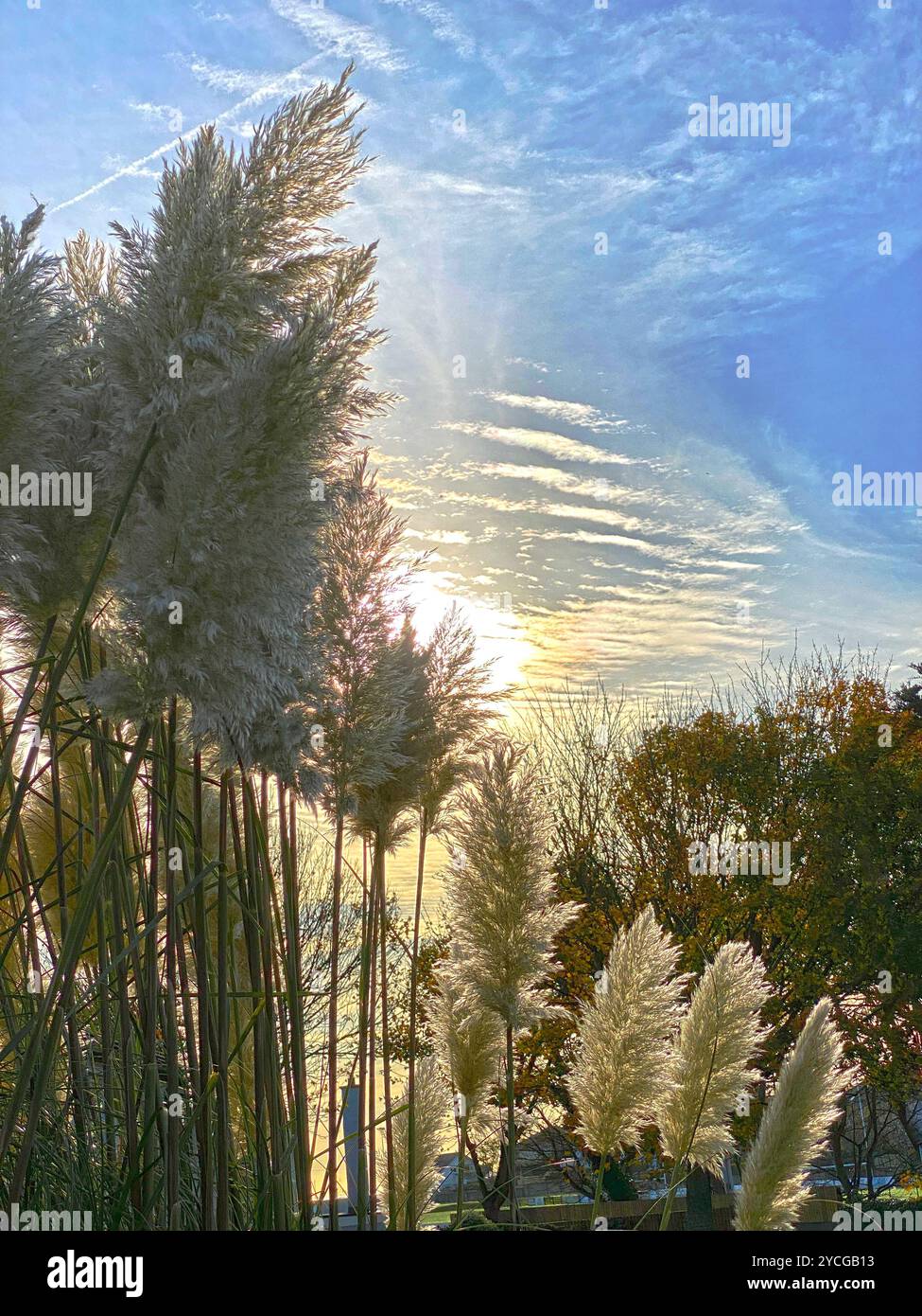 Frondes d'herbe de Pampas contre un ciel de maquereau en automne / automne Banque D'Images