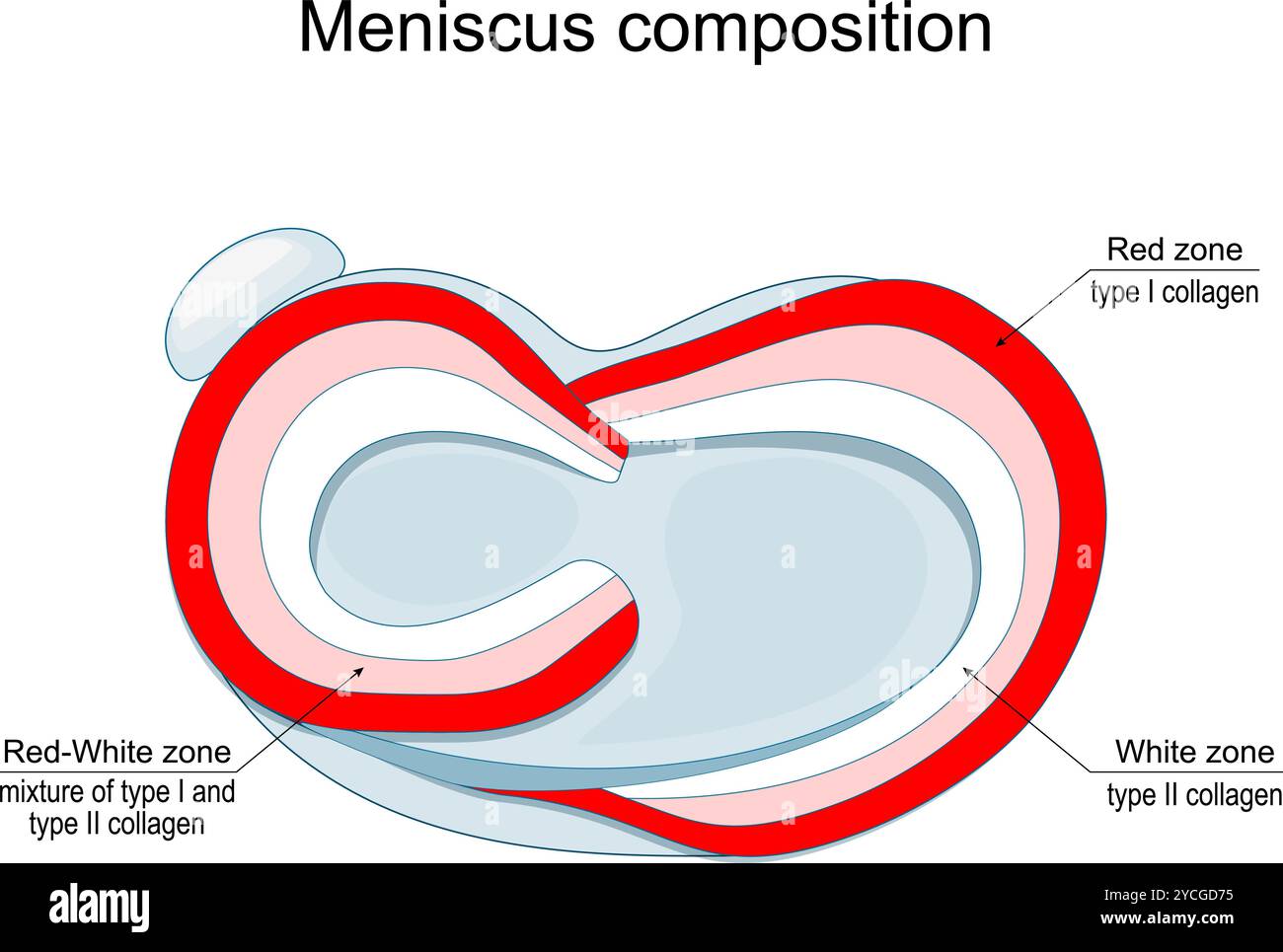 Composition de ménisque. Vue de dessus d'une articulation du genou humain. Anatomie du ménisque. Types de collagène dans la zone blanche et la zone rouge. Affiche vectorielle Illustration de Vecteur