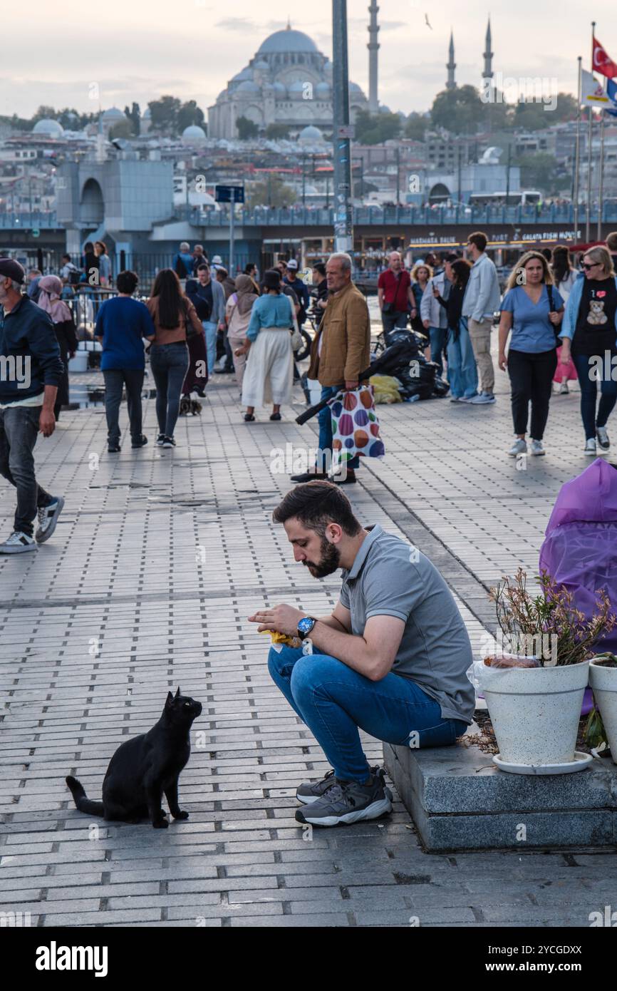 Un chat regarde un homme manger, espérant un piquant, Istanbul, Turquie. En arrière-plan se trouvent le pont de Galata et la mosquée Süleymaniye. Banque D'Images