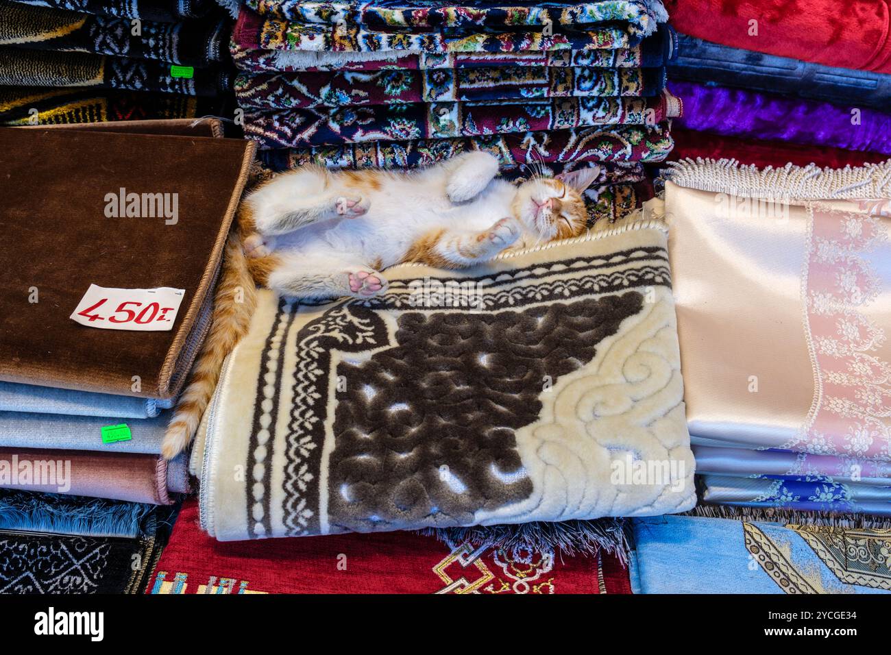 Un chat dormant sur l'écran devant un magasin de tapis, Istanbul, Turquie Banque D'Images