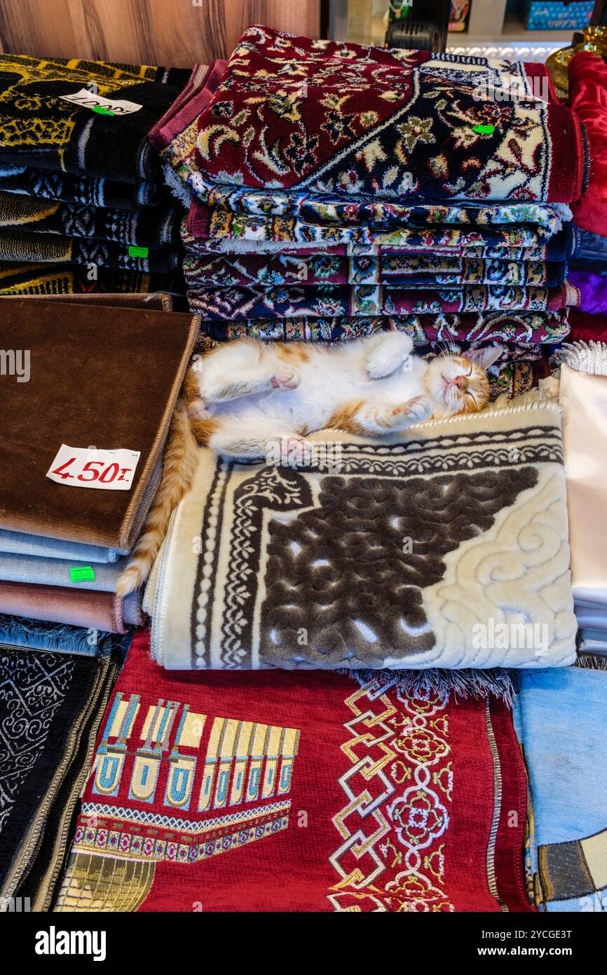 Un chat dormant sur l'écran devant un magasin de tapis, Istanbul, Turquie Banque D'Images