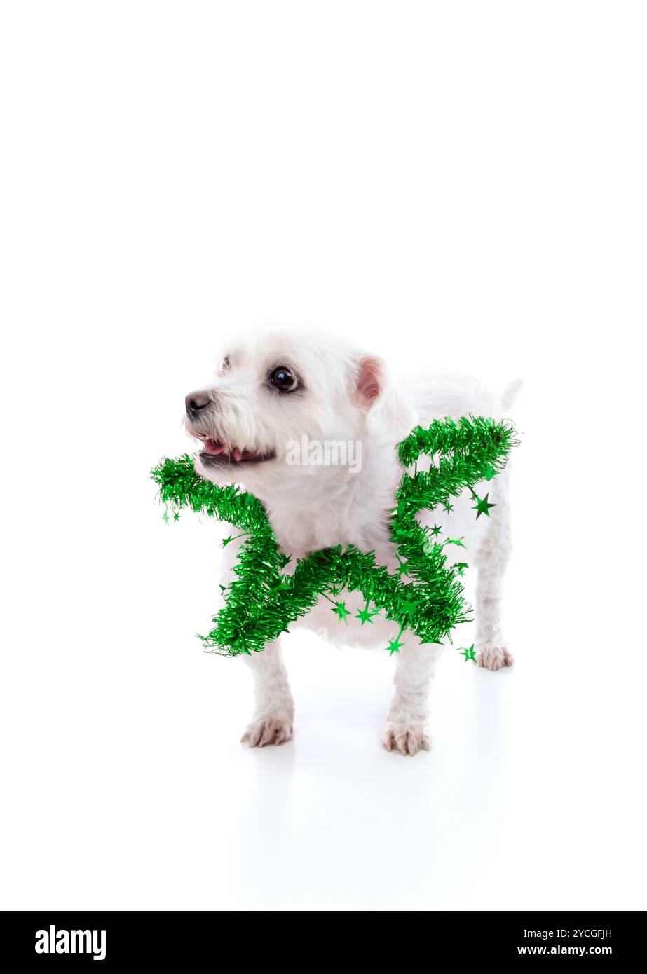 Petit chien portant une étoile de guirlandes vert Banque D'Images