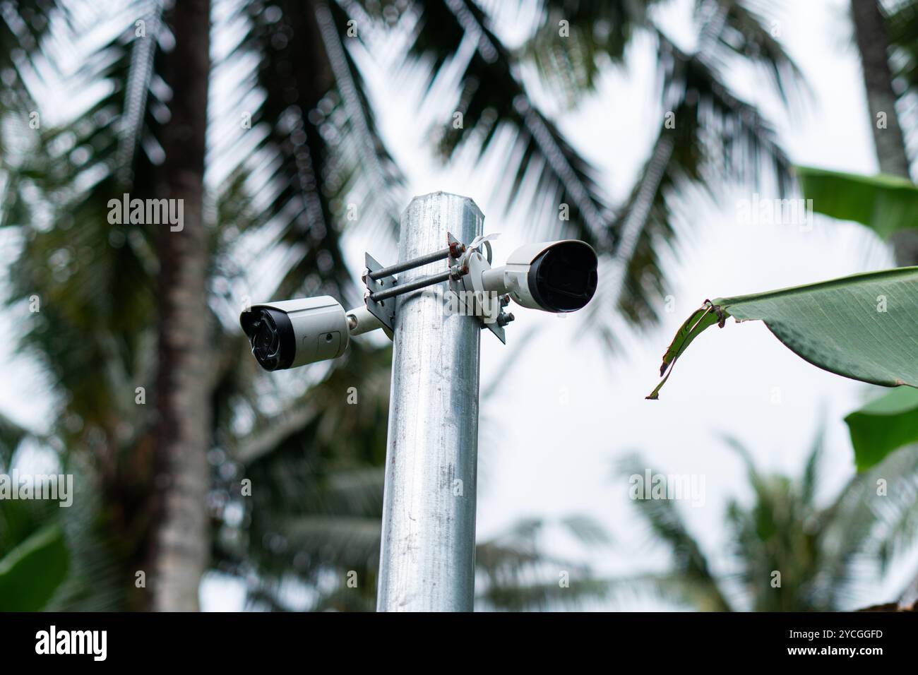 Une vue rapprochée d'une caméra de surveillance montée sur un poteau métallique, entourée de feuilles de bananes vertes luxuriantes et de palmiers en arrière-plan. Le ciel est Banque D'Images