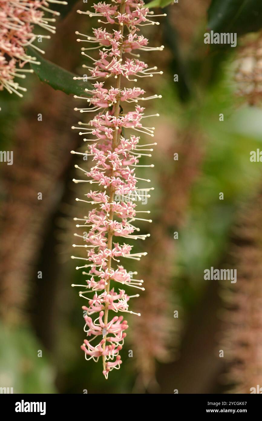 Grappe de fleurs de macadamia Banque D'Images