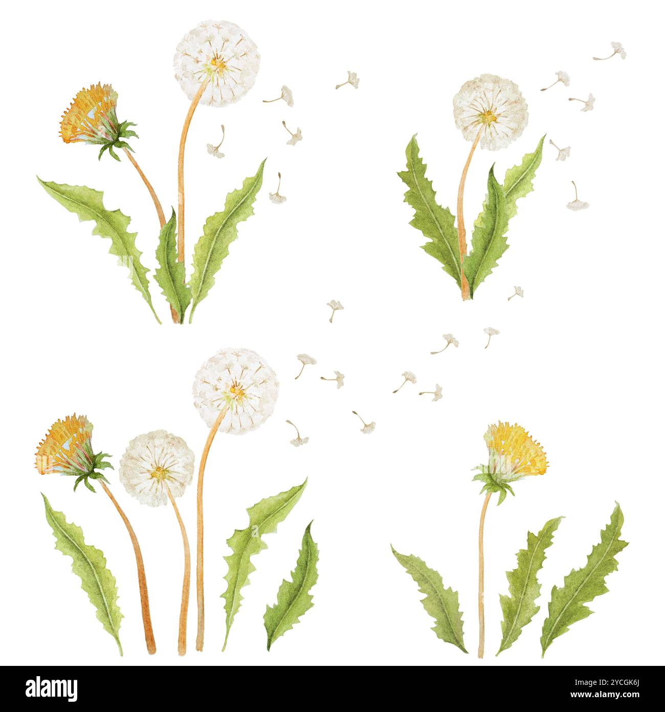 Clipart aquarelle pissenlit, clipart de fleurs de printemps, illustrations de fleurs des bois, éléments d'aquarelle isolés sur blanc, ensemble d'aquarelle Banque D'Images