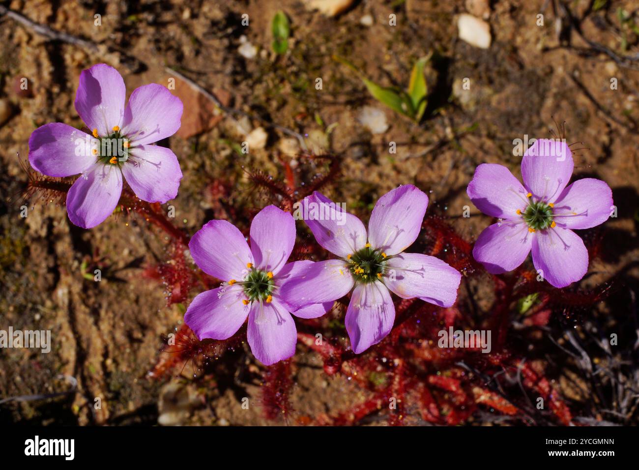 Fleurs roses du diou carnivore à fleurs de pavot (Drosera cistiflora), Western Cape, Afrique du Sud, vue d'en haut Banque D'Images