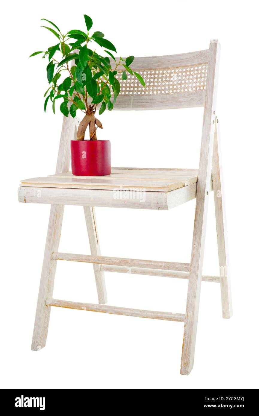 Bonsaï ficus et chaise de jardin Banque D'Images