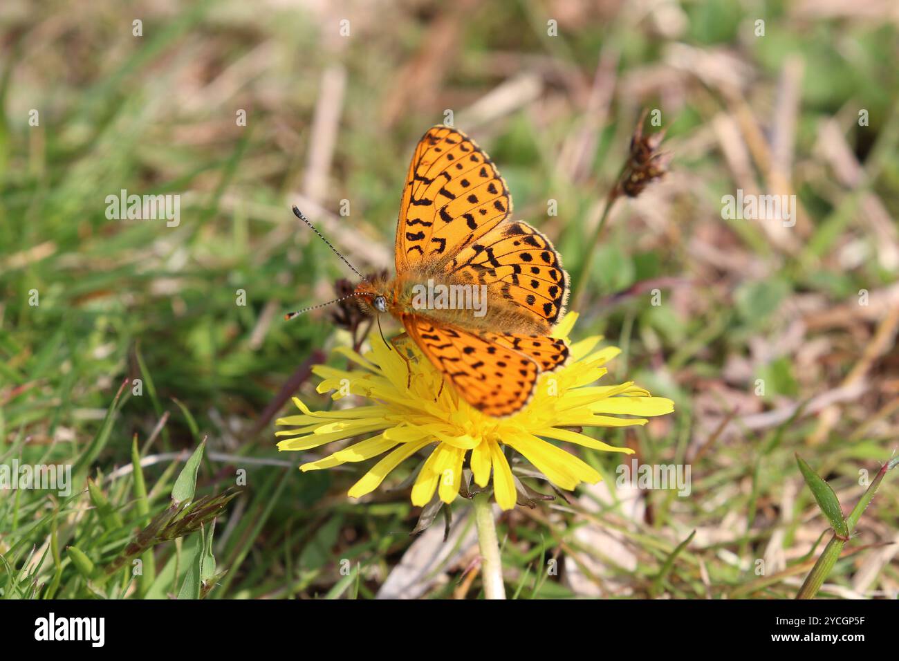 Mâle fritillaire bordée de perles - Boloria euphrosyne Banque D'Images