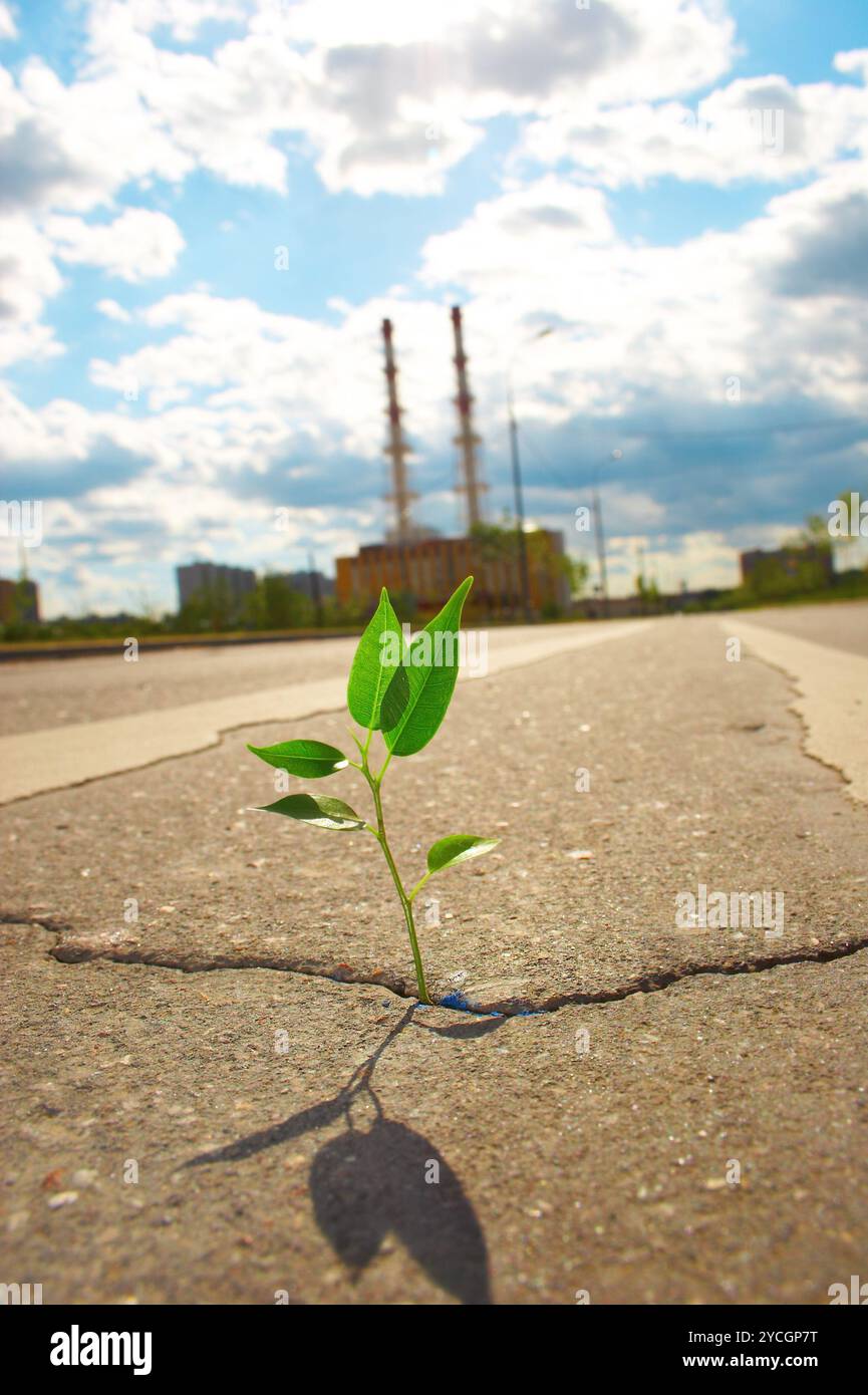 Jeune plant Banque D'Images