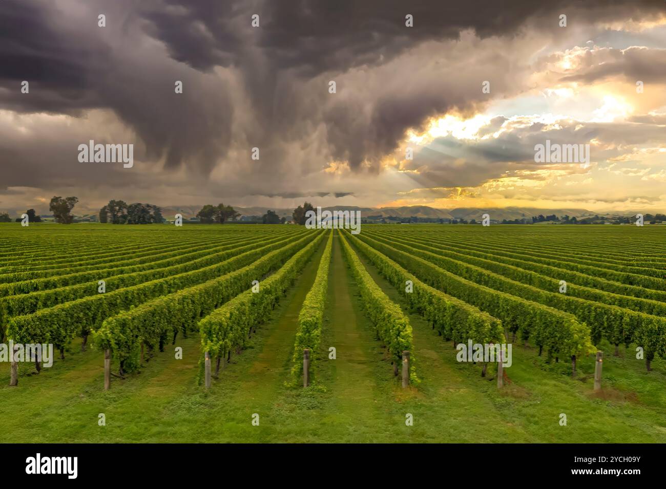 Rangées de vignes verdoyantes à Blenheim, imposantes nuages sombres et rafales de soleil Banque D'Images