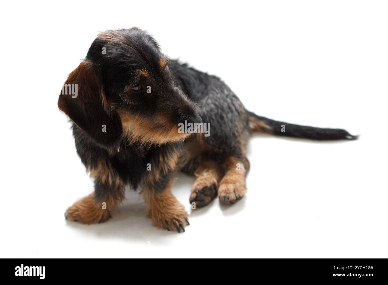 Un mignon chiot teckel sur le plancher Banque D'Images