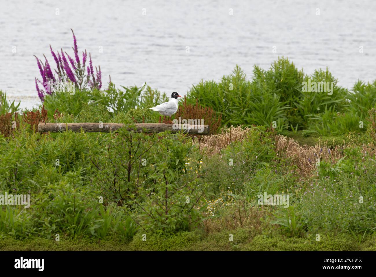 Goéland méditerranéen (Larus melancephalus) adulte sur un site de reproduction intérieur du Lincolnshire juillet 2024 Banque D'Images