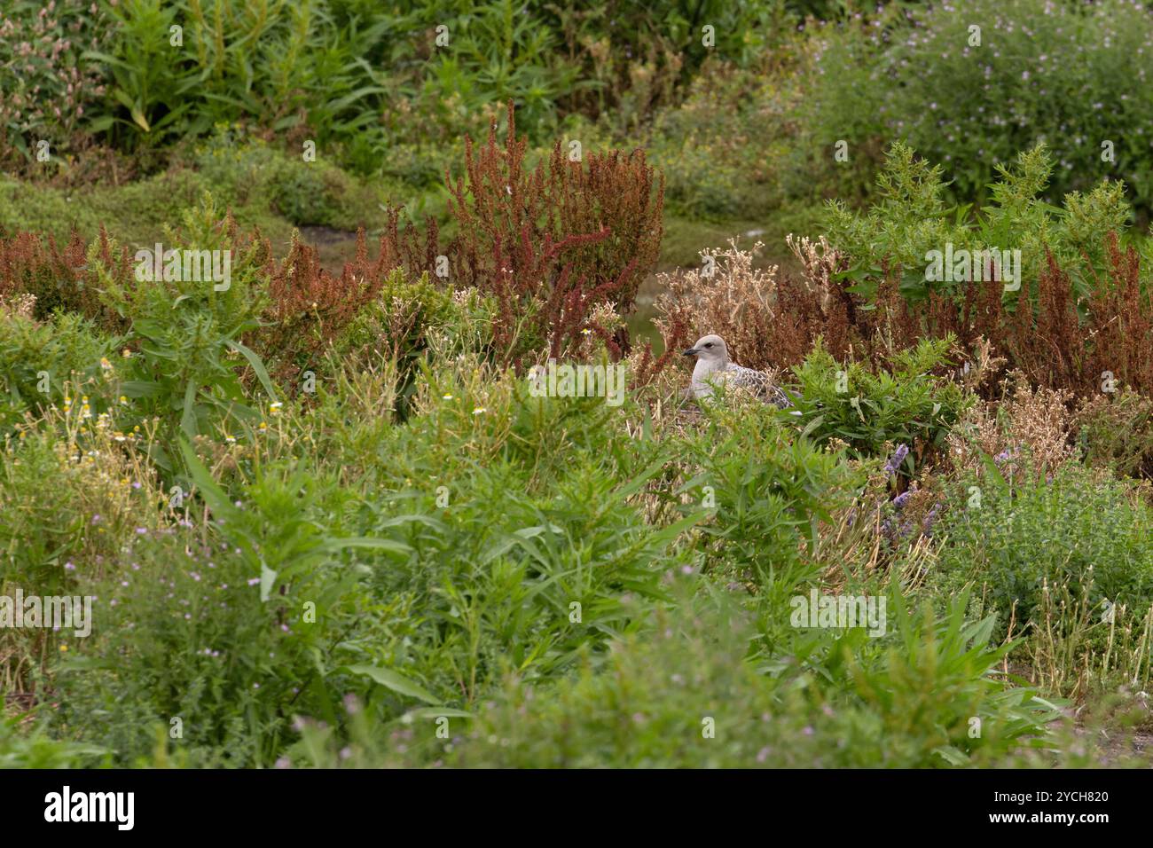 Goélette méditerranéenne (Larus melancephalus) juvénile dans un site de reproduction intérieur du Lincolnshire juillet 2024 Banque D'Images