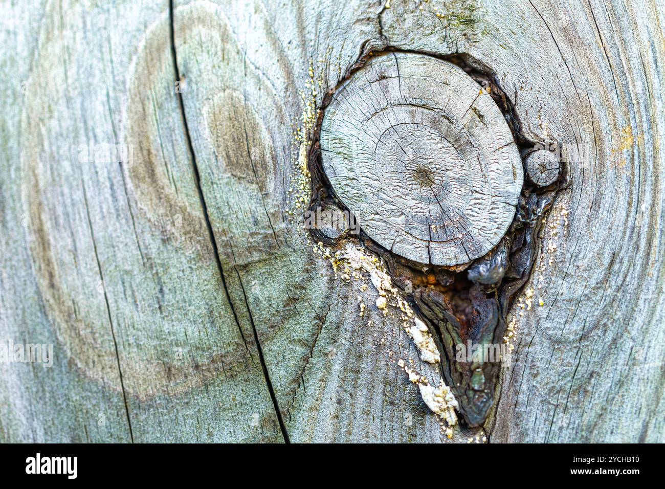Un nœud à la surface d'une planche altérée. Banque D'Images
