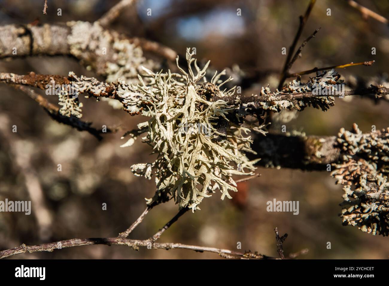 Lichen de mousse d'Islande sur la branche d'arbre en gros plan Banque D'Images