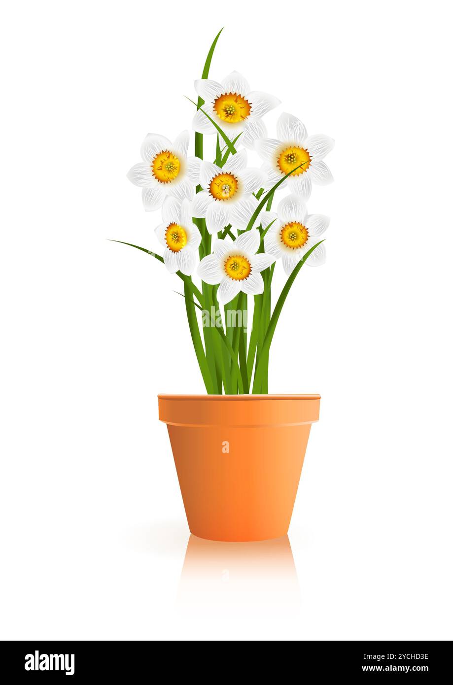 Jardinage de printemps. Fleurs de narcisse blanc en pot sur fond blanc. Illustration vectorielle eps10 Banque D'Images