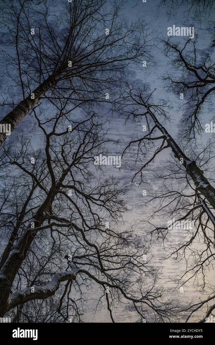 Image grunge de forêt sombre, fond parfait d'halloween Banque D'Images