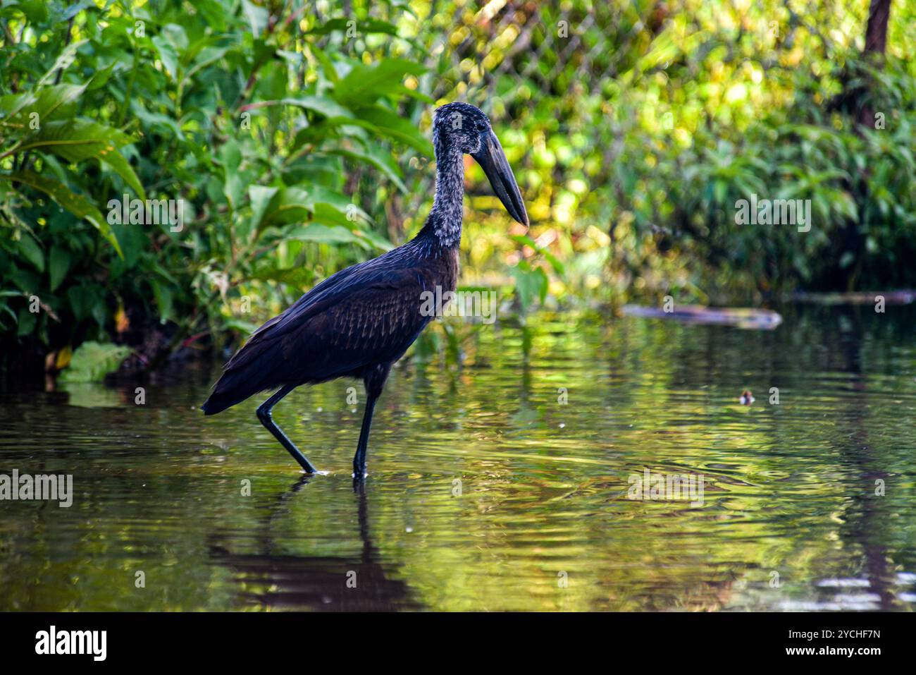 CIGOGNE OPNBILL D'AFRIQUE (Anastomus lamelligerus) (bec ouvert africain) - Lac - Victoria Banque D'Images