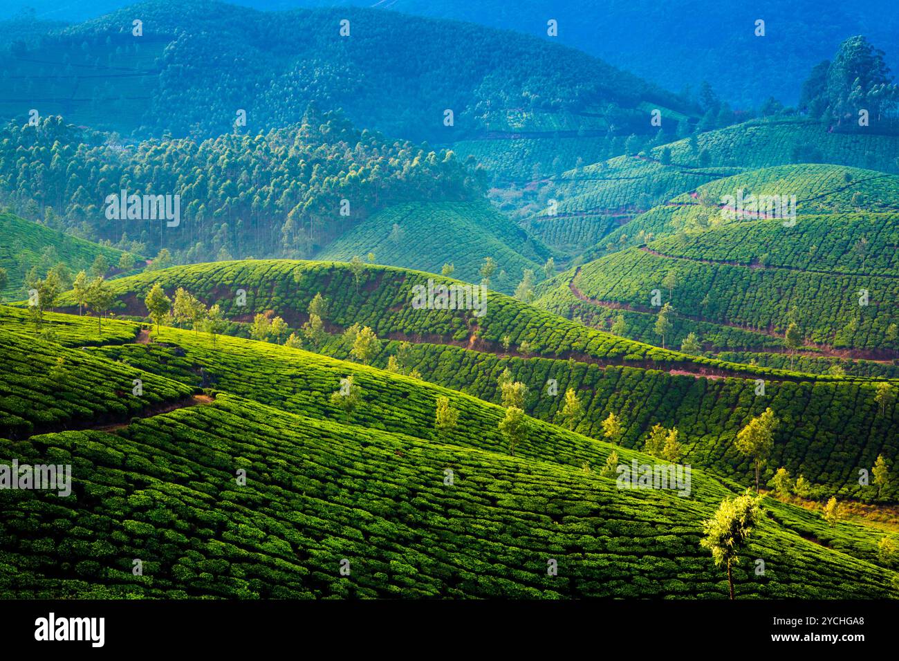 Les plantations de thé en Inde Banque D'Images