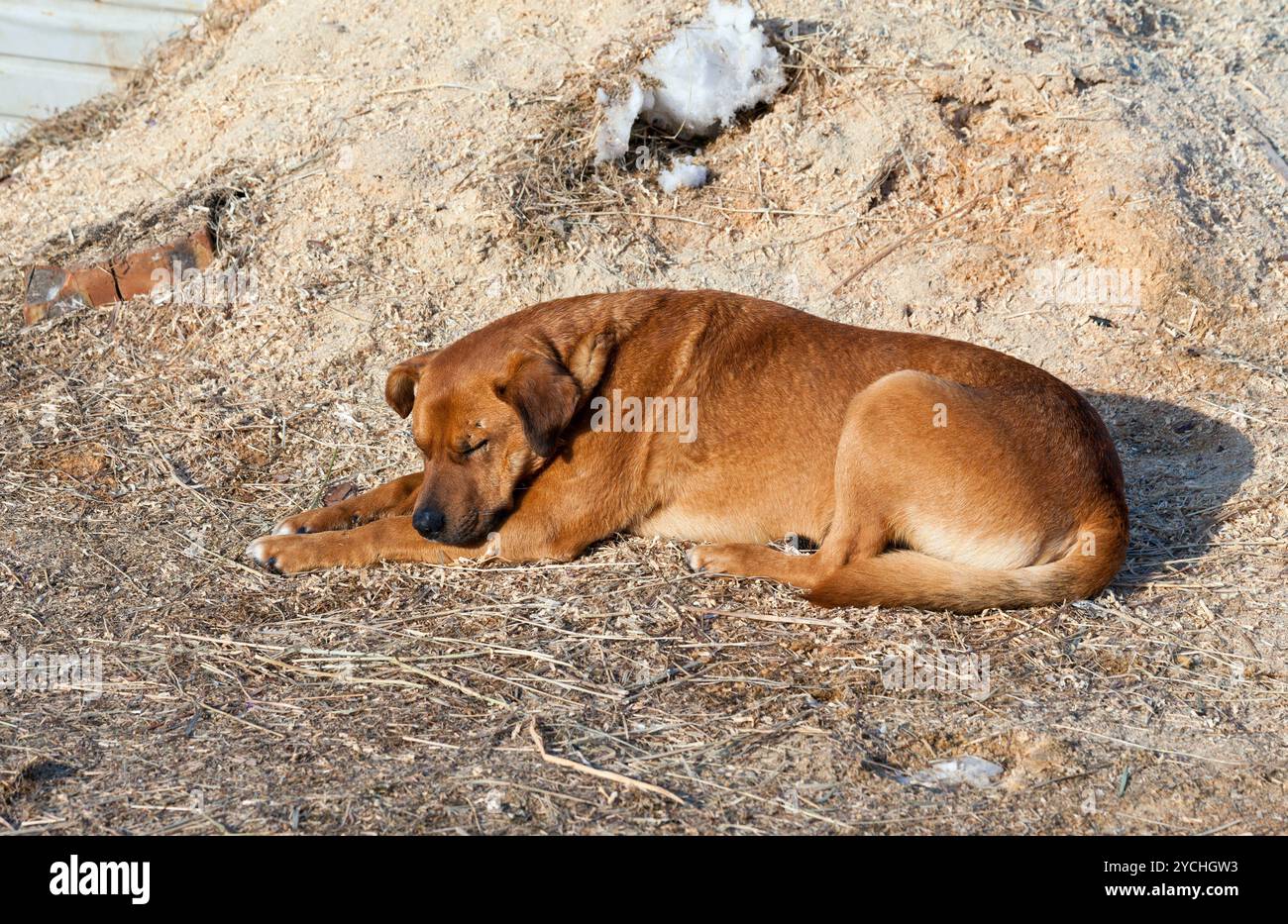 La big brown chien dormir sur le terrain Banque D'Images