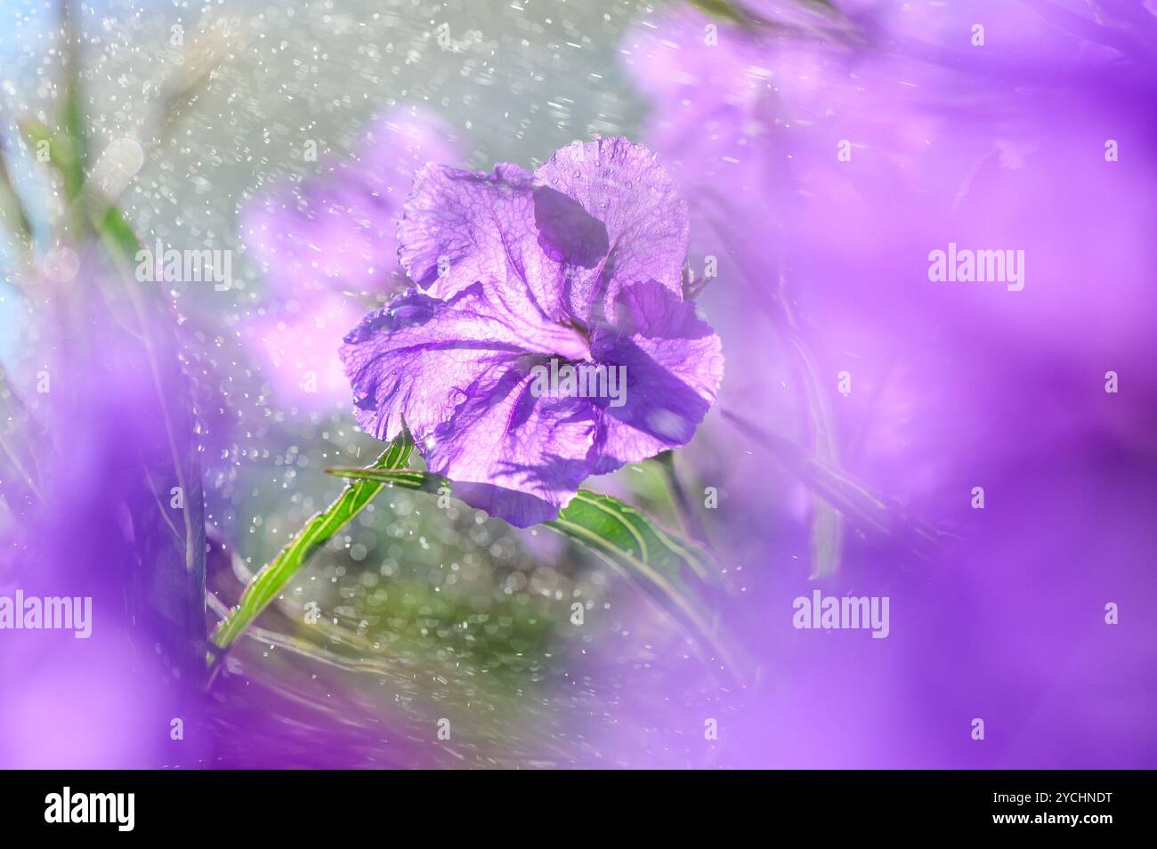 Au milieu d'un fond vert luxuriant, de délicats pétales violets brillent tandis que la rosée du matin s'accroche à eux, créant une atmosphère sereine et enchanteresse dans un cadre paisible Banque D'Images