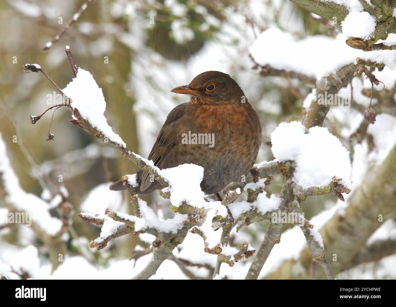 Un gros plan de la femelle de Blackbird (Turdus merula) perchée dans un arbre couvert de neige en hiver. Prise à Norfolk, Angleterre. Banque D'Images