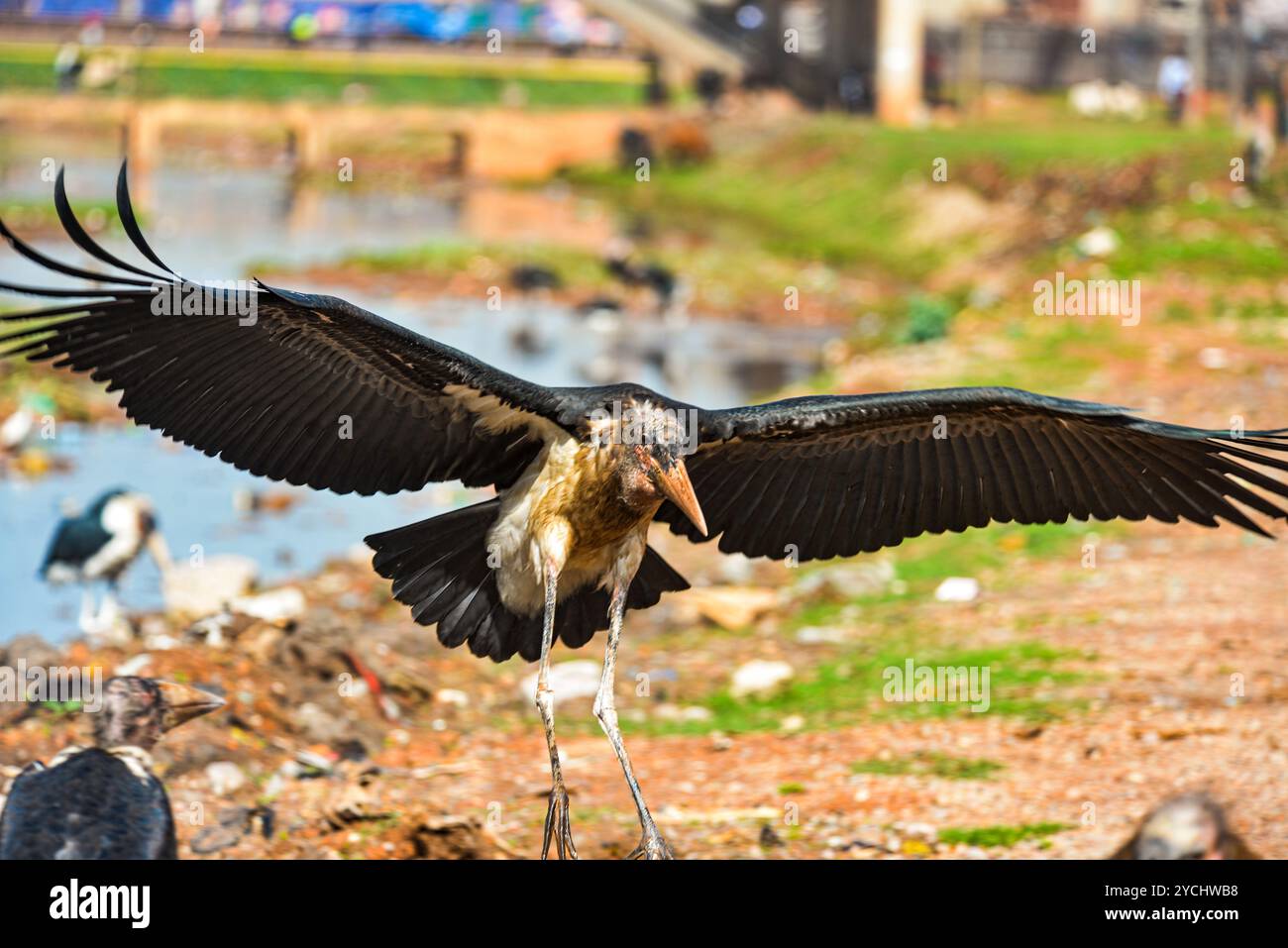 MARABOU CIGOGNE- ( Leptoptilos crumeniferus) travée d'aile - Kampala Ouganda Banque D'Images