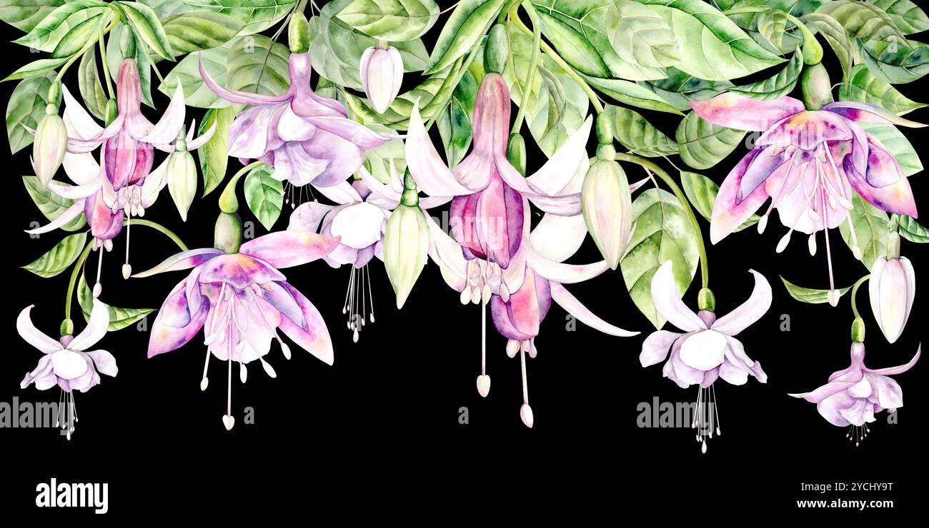 Fleur de fuchsia. Illustration aquarelle brillante dessinée à la main sur un fond noir. Convient pour le décor et les textiles Banque D'Images