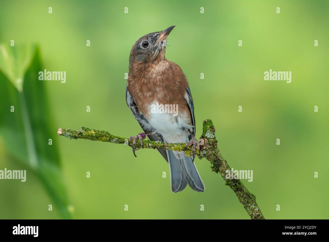 Bleuet de l'est Sialia sialis Banque D'Images