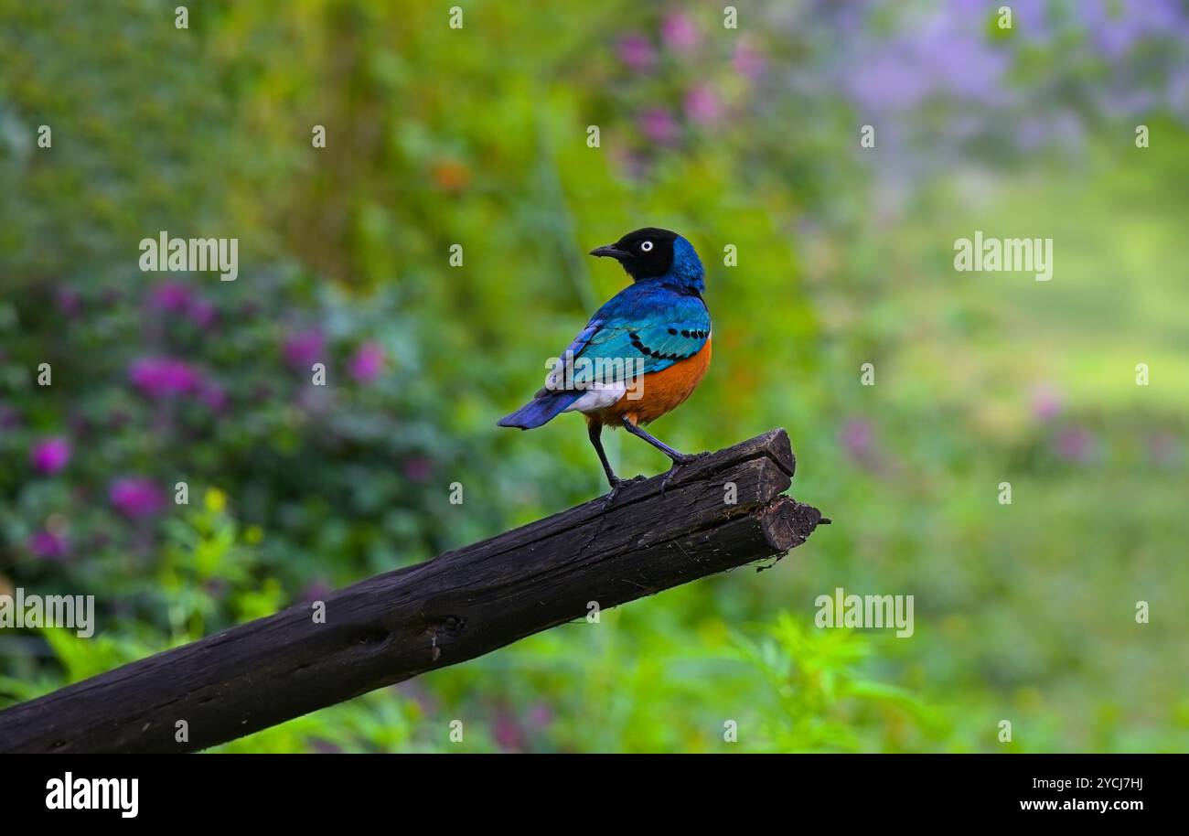 oiseau chanteur d'Afrique de l'est de la famille Starling Superb Starling (superbus Spreo) se trouve sur une branche sur la côte du lac Naivasha, au Kenya Banque D'Images