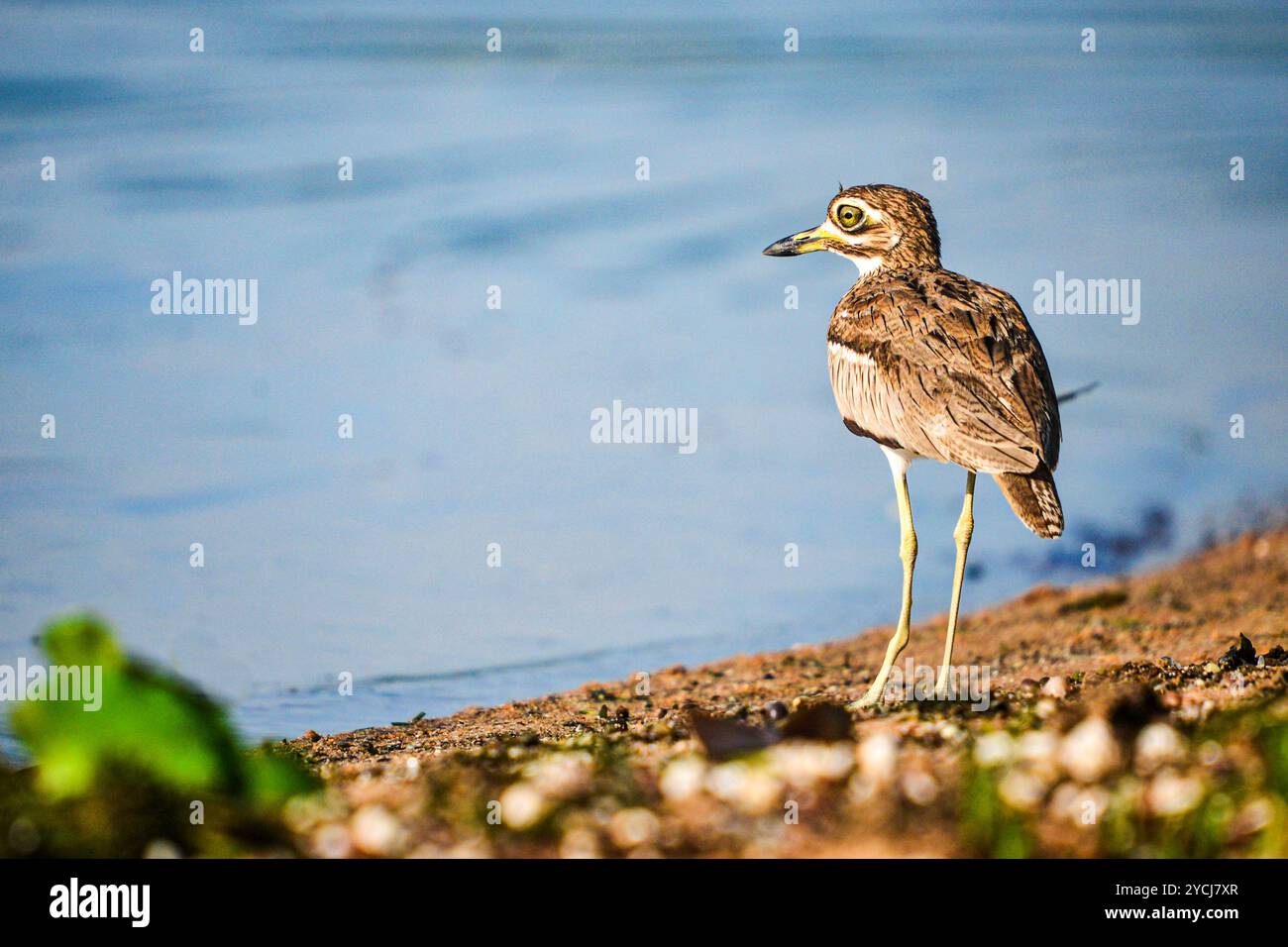 -EAU GENOU ÉPAIS ( Burhinus vermiculatus) ( eau Dikkop) au lac Albert - Ouganda Banque D'Images