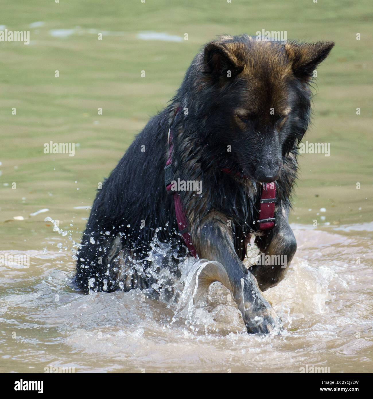 Un chien berger allemand de race pure creusant tout en jouant dans l'eau Banque D'Images