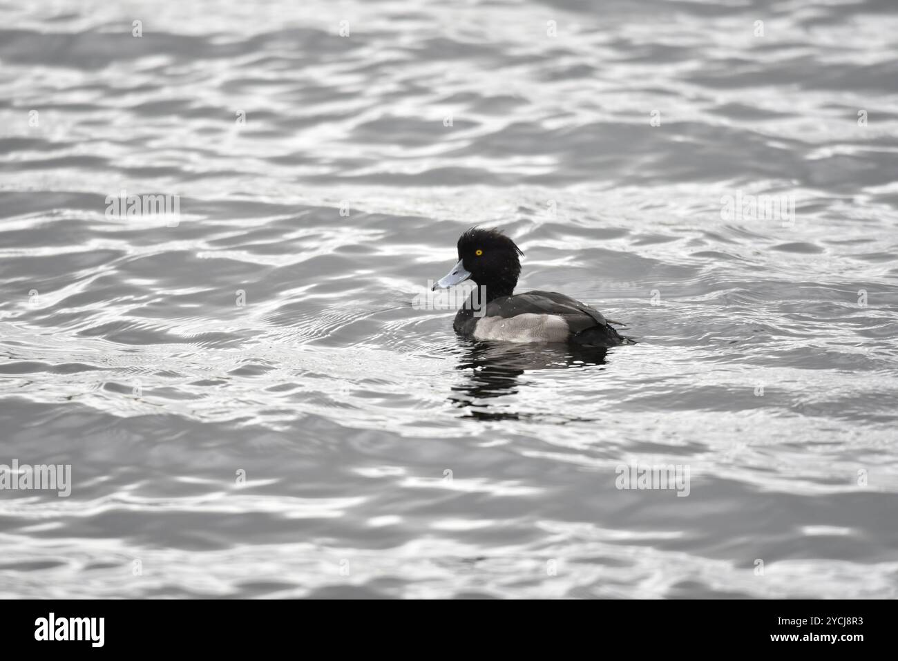Image au niveau des yeux d'un canard touffeté Drake (Aythya fuligula) nageant de droite à gauche, à droite de l'image, prise sur un lac au Royaume-Uni en automne Banque D'Images