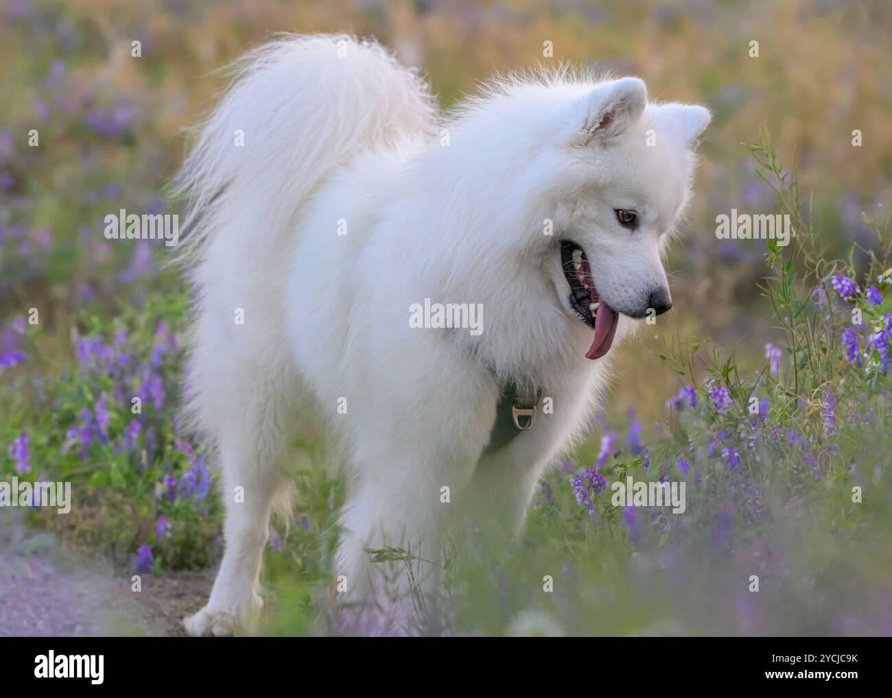 Samoyed dans la prairie de fleurs d'été Banque D'Images