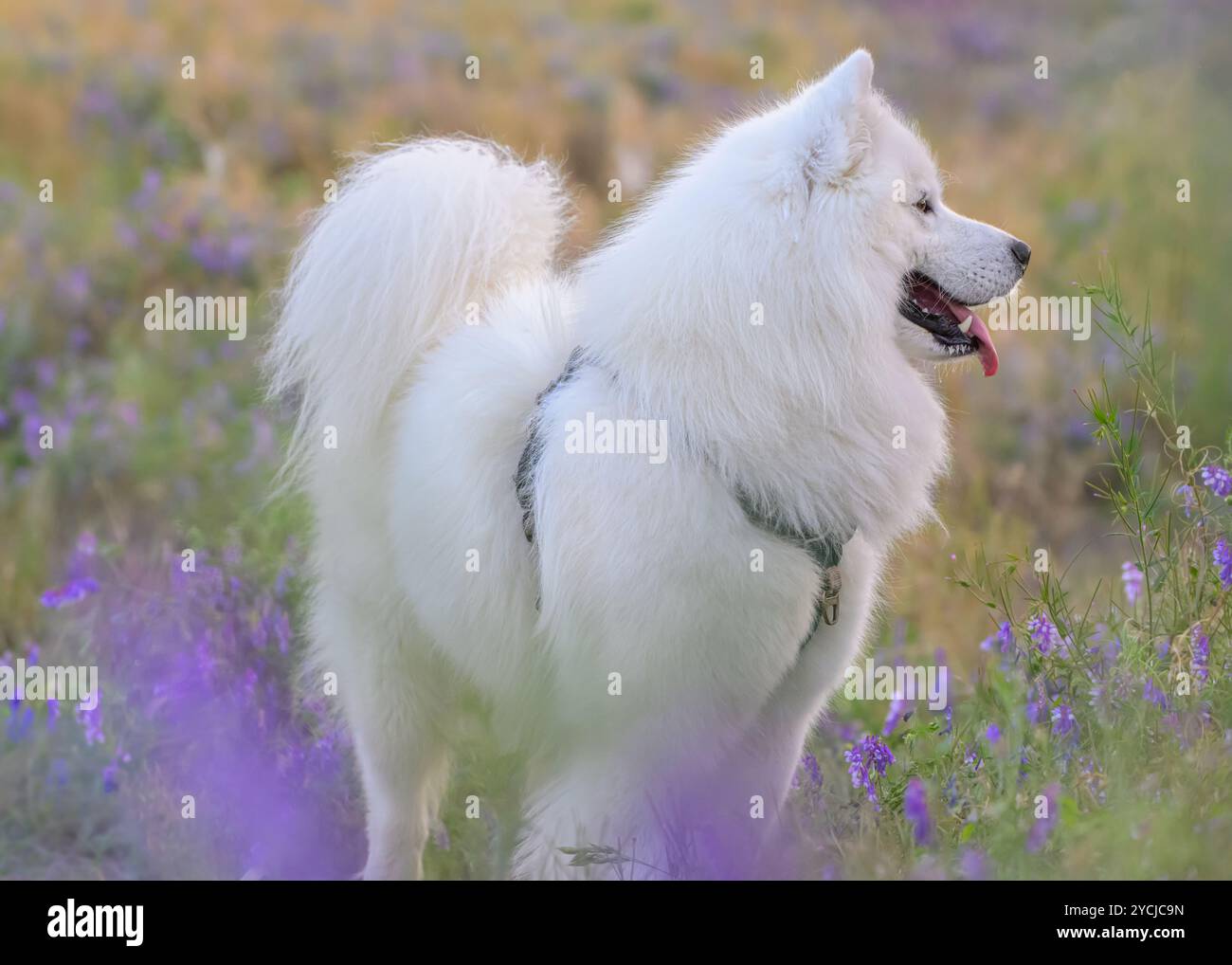 Samoyed dans la prairie de fleurs d'été Banque D'Images