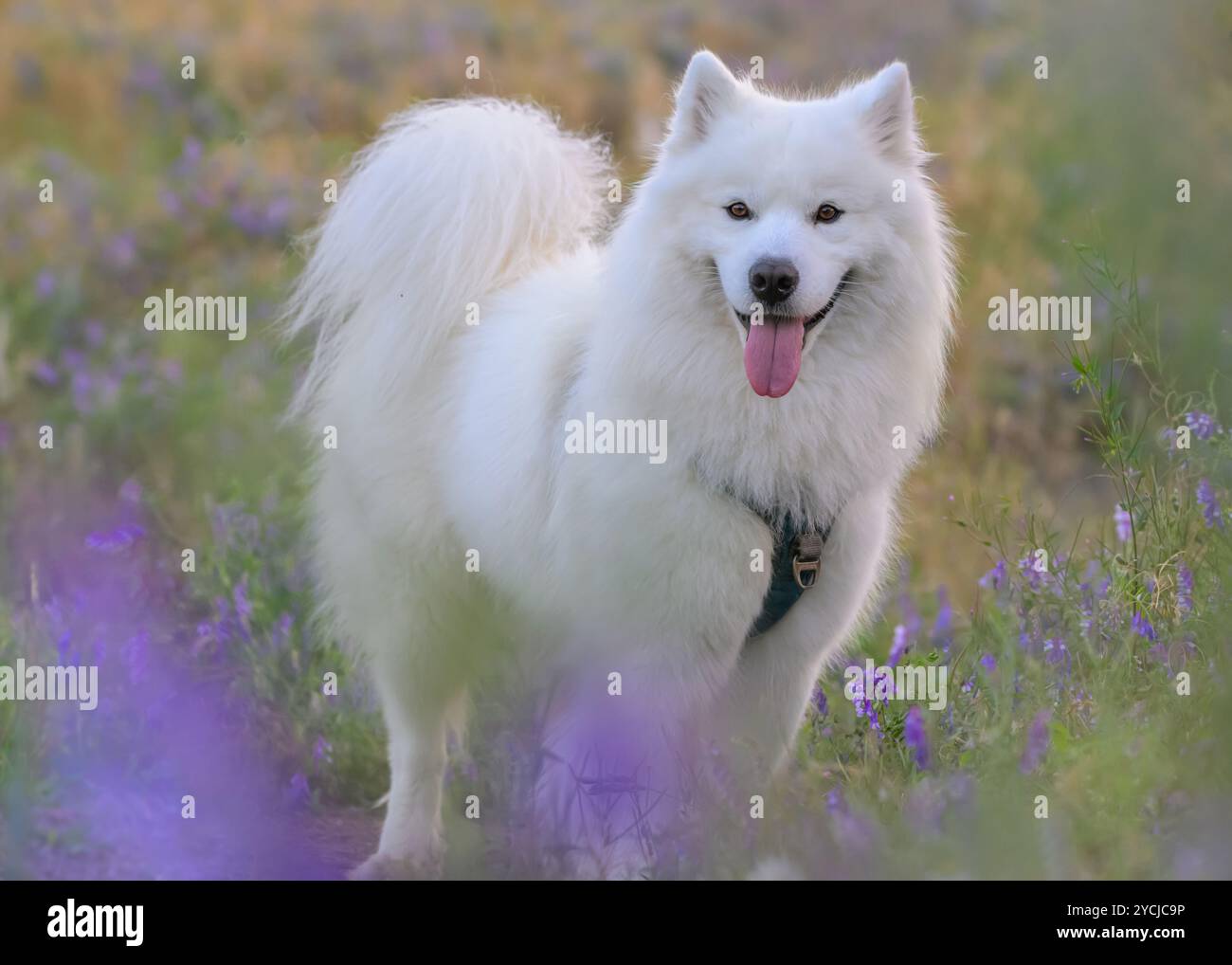 Samoyed dans la prairie de fleurs d'été Banque D'Images