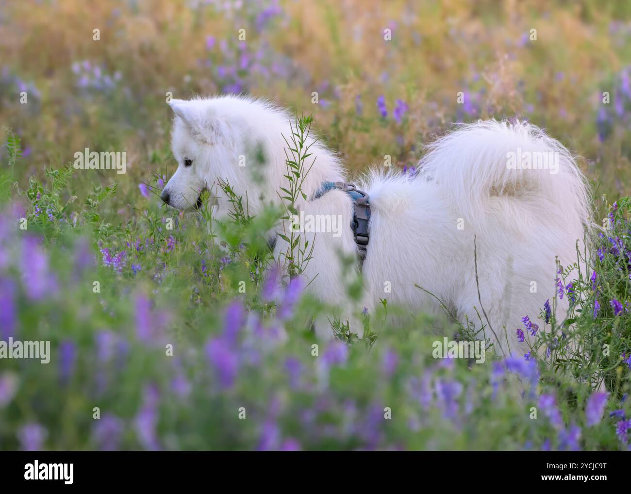 Samoyed dans la prairie de fleurs d'été Banque D'Images
