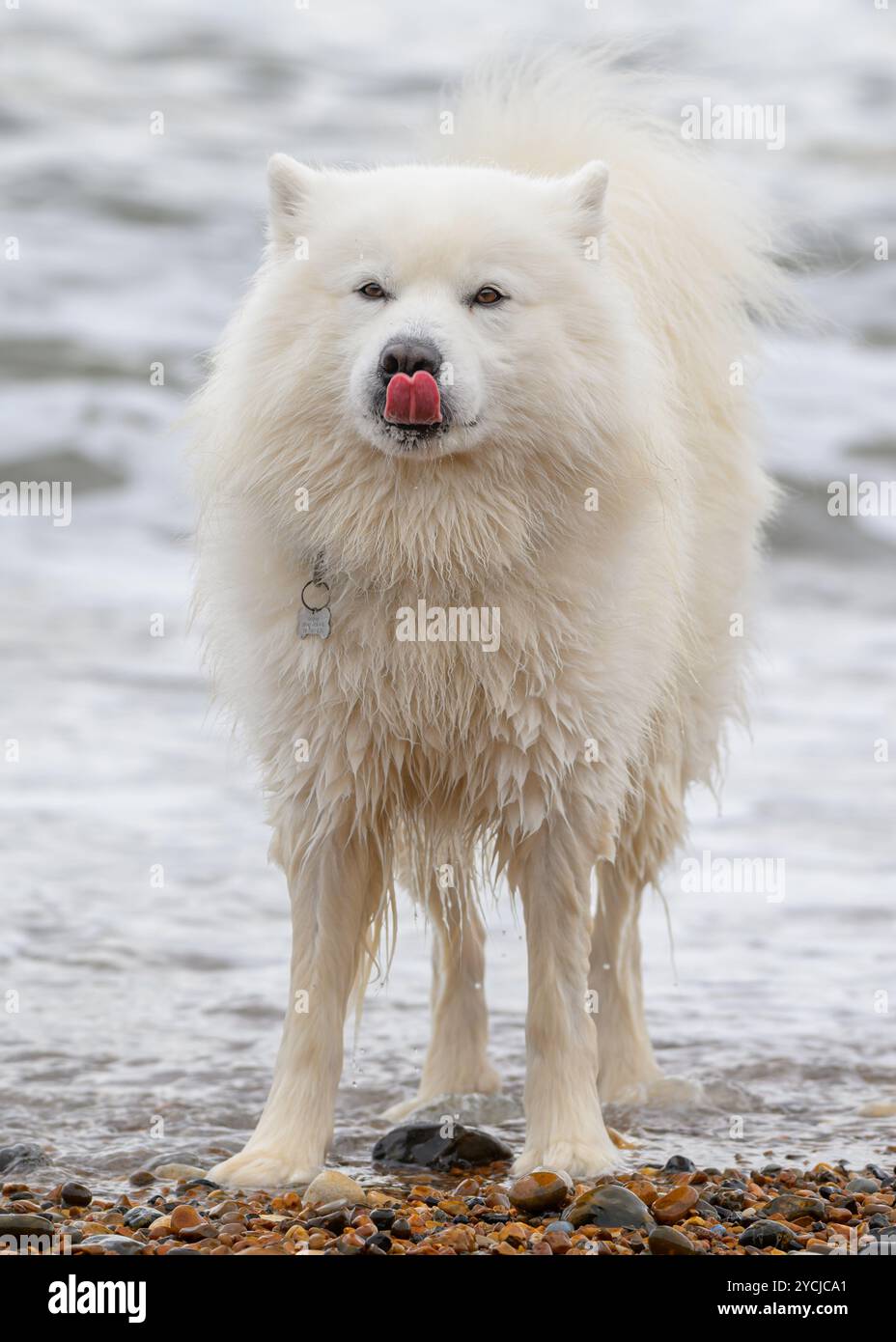 Samoyed léchant dans la mer Banque D'Images