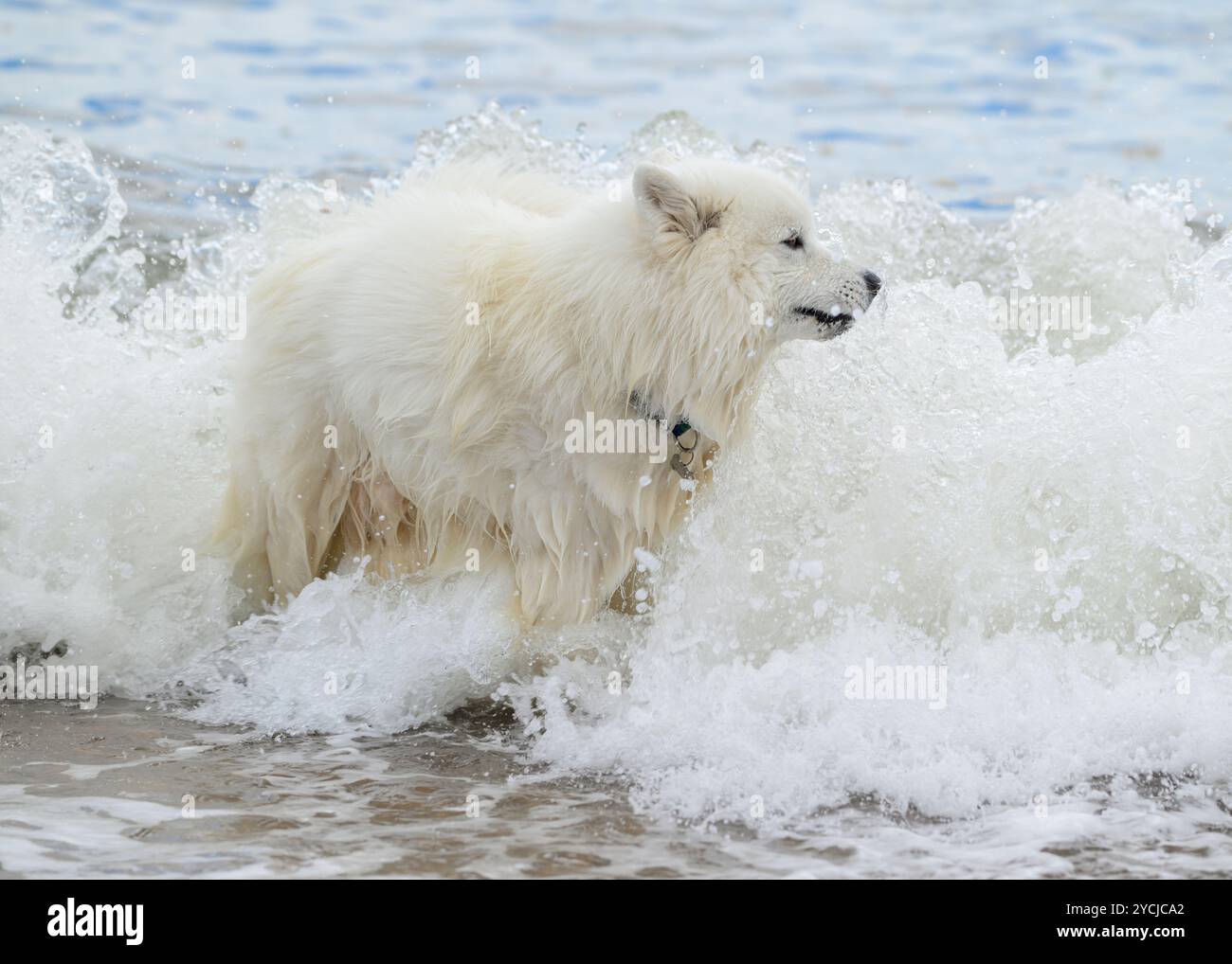 Samoyed dans la mer Banque D'Images