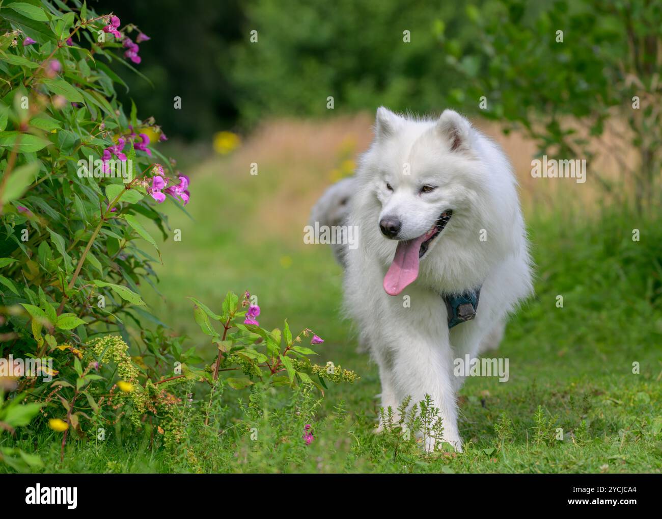 Samoyed dans la prairie de fleurs d'été Banque D'Images